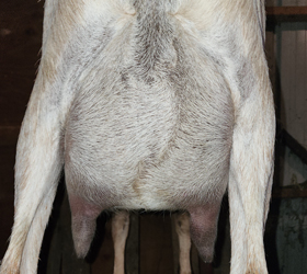 Rhapsody rear udder